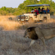 A male lion (Panthera leo) in South Luangwa National Park in eastern Zambia.